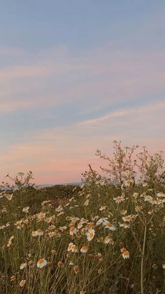 the sky is pink and blue with some white flowers in front of it at sunset