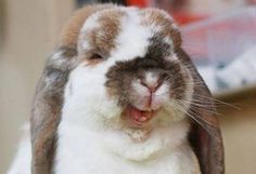 a rabbit with its mouth open and the words smile it's friday