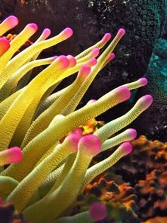 an orange and pink sea anemone in the water