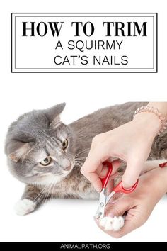 a woman is cutting her cat's nails with scissors and the caption reads how to trim a squrvy cat's nails