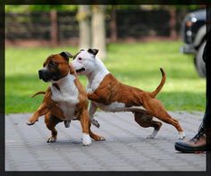 two brown and white dogs playing with each other on a sidewalk next to a person