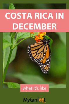 a butterfly on a flower with the words costa rica in december