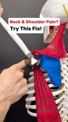 Dr. Joe Damiani - TMJ, Head & Neck Specialist on Instagram: "Comment the word ‘NECK’ on this video if you need more help fixing Neck pain.

Do you experience neck and shoulder pain, especially when you’re reaching overhead or using your arms?

Well, if we don’t have enough proper movement at the actual shoulder joint also known as the glenohumeral joint… Then the muscles that attach to the shoulder blade have to overwork to force more movement. The issue is that those muscles also connect to the head and the base of the skull, and so all this overworking can produce Headaches and neck pain.

In this video, I show two strategies that you can use to improve the movement of the entire shoulder complex, creating more space, less compression and less overuse of the wrong muscles.

All of this c Neck And Shoulder Pain, The Skull, Acupressure, Neck Pain, Head And Neck, Headache