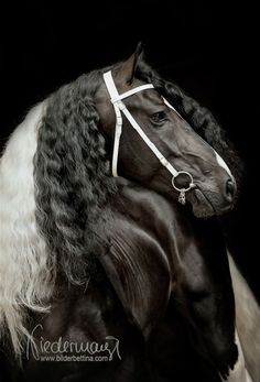 a black and white horse with long hair on it's head, standing in front of a black background