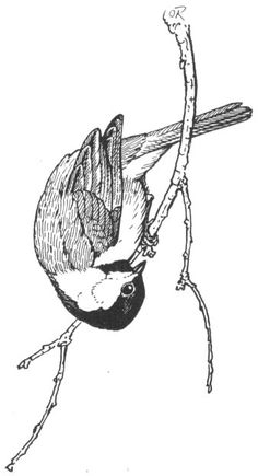 a black and white drawing of a bird hanging upside down on a branch with its wings spread