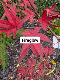 a red leafed tree with the word fireglow written on it