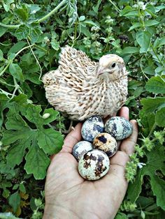 a hand holding three eggs in front of a chicken and another bird sitting on top of them