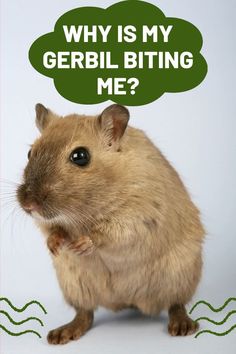 a gerbil with a thought bubble above it that says, why is my gerbil biting me?