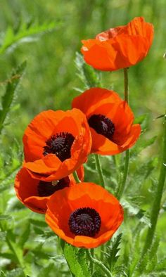 three orange flowers are in the grass