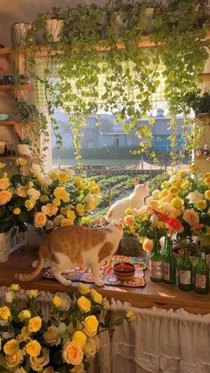 an orange and white cat standing on top of a table next to flowers in vases