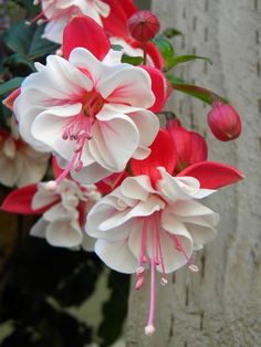 white and red flowers are in a pot