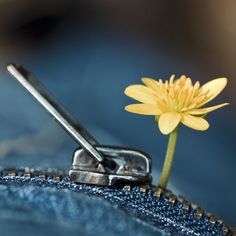 a small yellow flower sticking out of the back pocket of a pair of jeans