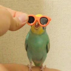 a small green bird with sunglasses on it's head sitting on someones hand