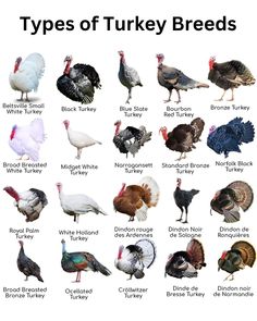 different types of turkeys are shown in this image, with the names below them