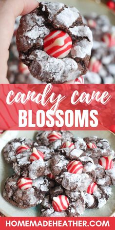 chocolate candy cane blossoms on a plate with text overlay that reads, candy cane blossoms