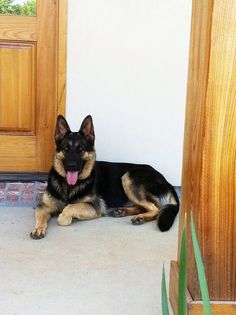 a dog laying on the floor in front of a door with its tongue hanging out