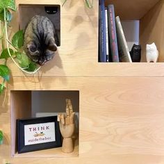 there is a cat that is sitting on the shelf