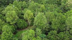 an aerial view of a forest with lots of trees