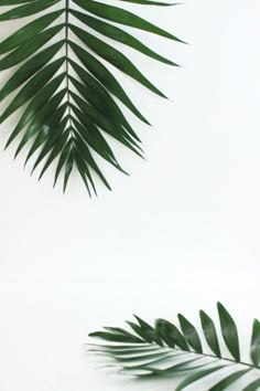 two palm leaves are shown against a white background