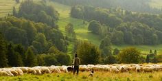 Ideas de outfits con botas vaqueras Vestidos y Más Wallpaper Macbook, Coban, Green Pasture, The Good Shepherd, The Shepherd, Animal Welfare, Design Graphique