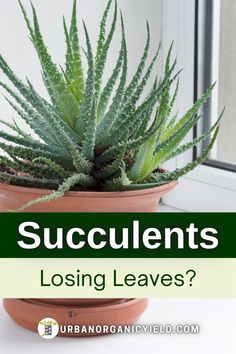 a potted plant with the words succulents losing leaves?