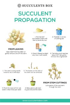 the instructions for how to use succulentt propagation in plants and flowers