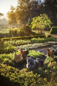 some chickens are walking around in the grass