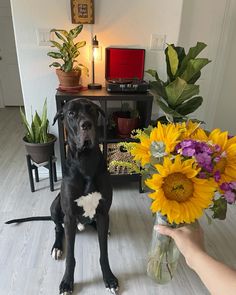 a large black dog sitting next to a vase with sunflowers and other flowers