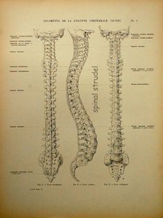 an old book with diagrams of the human skeleton and its major functions, including bones