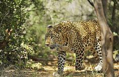 a large leopard walking through the woods