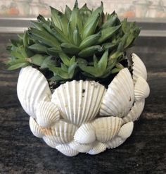 a potted plant sitting on top of a table