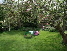 a green and pink tent sitting in the middle of a lush green field next to a tree