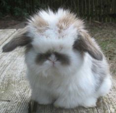 a small rabbit sitting on top of a wooden table