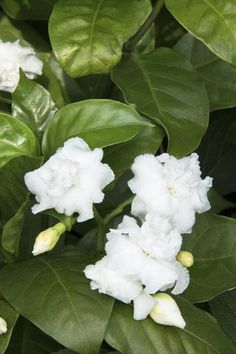 white flowers with green leaves in the background