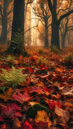 a forest filled with lots of leaves covered in autumn foliage and trees surrounded by fog