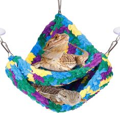 a lizard in a hammock with two lizards on it