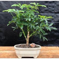 a small potted plant sitting on top of a wooden table