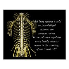 Chiropractic Quotes & Sayings Nerves Poster Size: Small. Gender: unisex. Age Group: adult. Material: Value Poster Paper (Matte). Chiropractic Quotes, Advertising Board, Spine Health, Chiropractic Care, Endocrine System, Self Realization, Pottery Techniques, Skeletal, Health Motivation