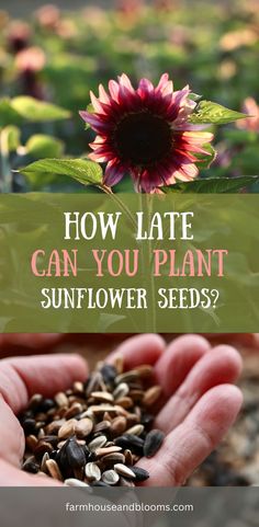 two pictures, one of sunflowers in the garden, and one of a handful of sunflower seeds How To Save Sunflower Seeds, How To Save Sunflower Seeds For Planting, Saving Sunflower Seeds To Replant, How To Harvest Sunflower Seeds To Plant, How To Grow Sunflowers From Seeds, Planting Sunflowers In Ground, When To Plant Sunflower Seeds, Sunflower Growing Tips