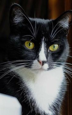 a black and white cat with yellow eyes