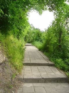 there are steps that lead up to the trees