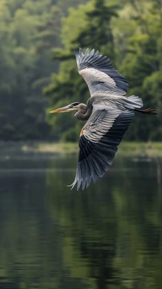 flying heron, great blue heron in flight, heron over water, bird photography, wildlife in nature, large bird flying, heron wingspan. 

great blue heron, flight, wings extended, water reflection, nature backdrop, bird in movement, wildlife, feathers, lake, greenery. Lake Nature Photography, Blue Heron Bird, Great Blue Heron Photography, Birds In Flight Photographs, Black Crowned Night Heron, Blue Heron Photography, Movement In Nature, Great Blue Heron Art, Herron Bird