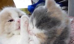 a cat laying on top of a bed next to a persons hand with its paw in the air