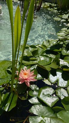 a pink flower sitting in the middle of lily pads