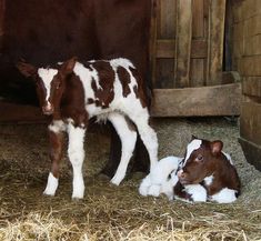 two brown and white cows standing next to each other on some hay in a barn