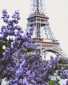 purple flowers in front of the eiffel tower