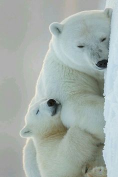 two polar bears are cuddling up against the side of an ice - covered wall