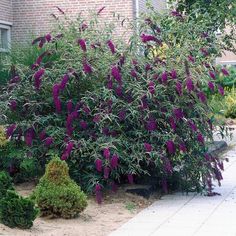 purple flowers growing on the side of a building