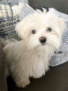 a small white dog sitting on top of a couch next to a blue and white blanket