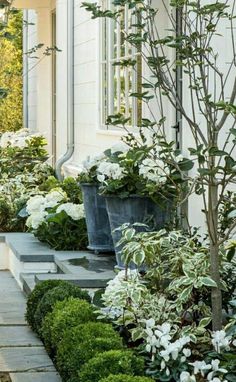 a garden with white flowers and plants in pots on the side of a house's front porch